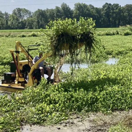 2024 Emmerich Newspapers, Inc. Water hyacinths covering Blue Lake at Berclair can be lifted from the surface and then mounded lakeside for drying and disposal